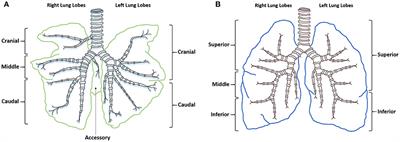 Ovine Pulmonary Adenocarcinoma: A Unique Model to Improve Lung Cancer Research